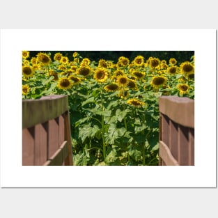 Into the Sunflowers Posters and Art